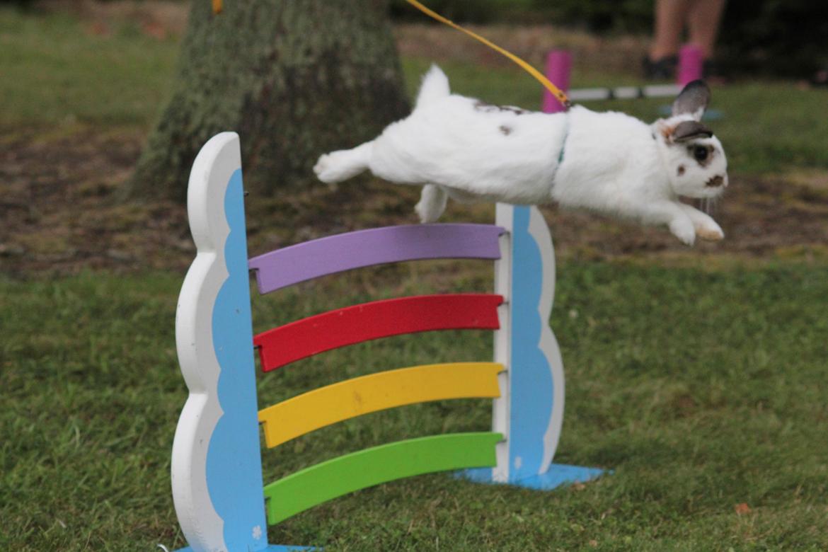 Kanin Winds Giyan billede 13