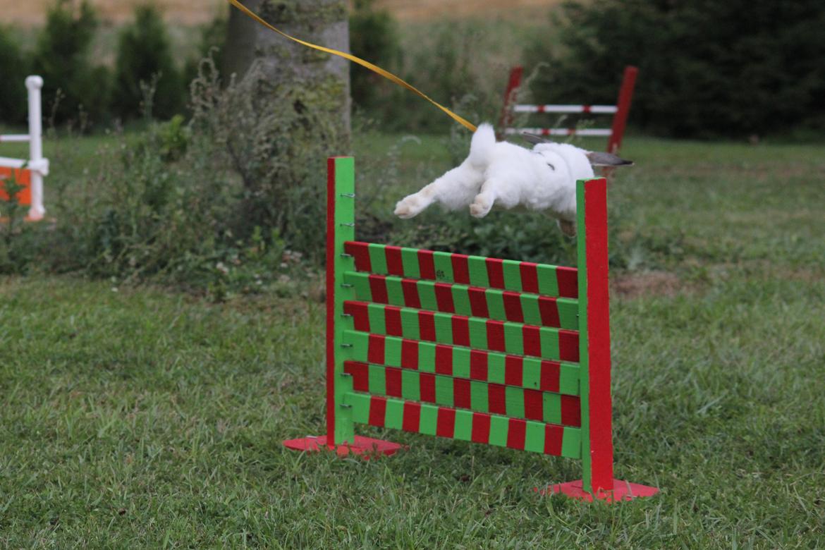 Kanin Winds Giyan billede 5