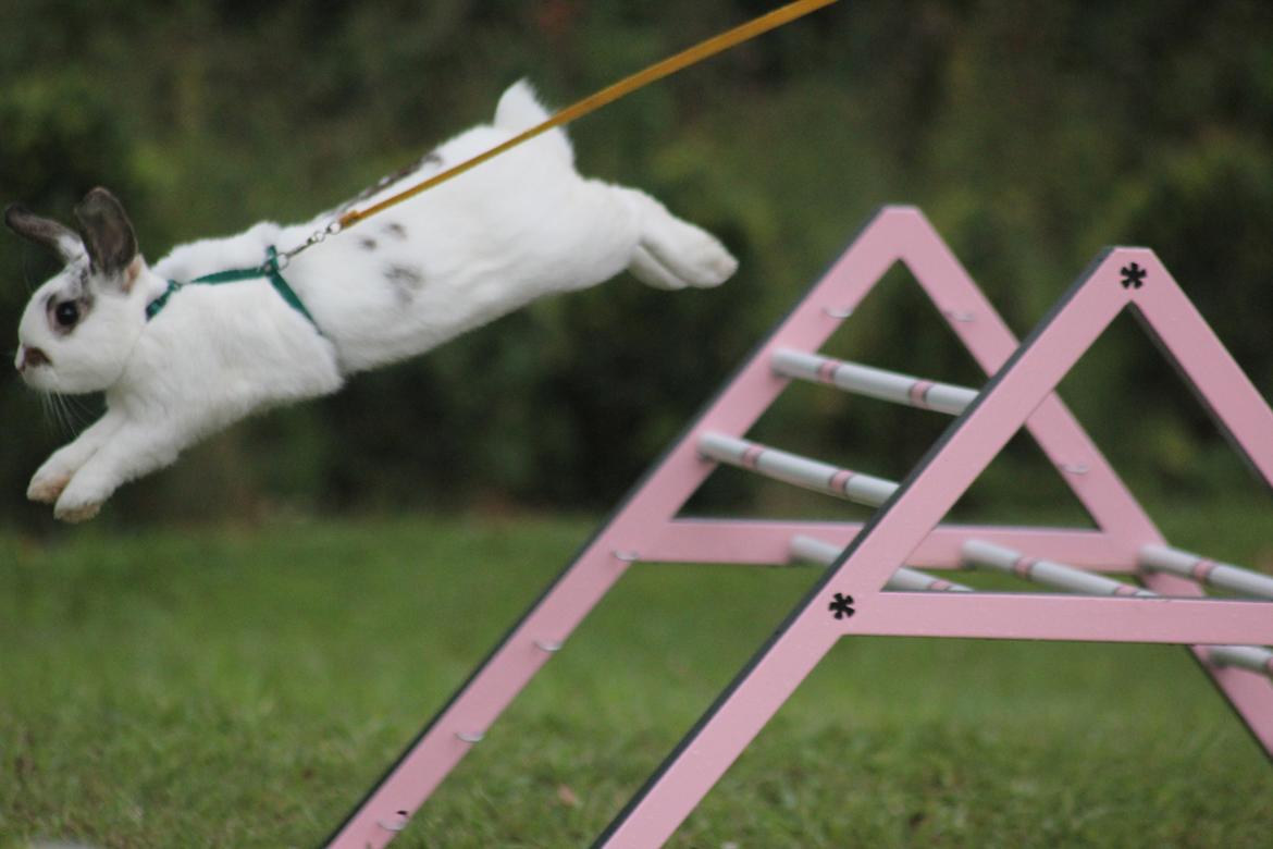 Kanin Winds Giyan billede 8