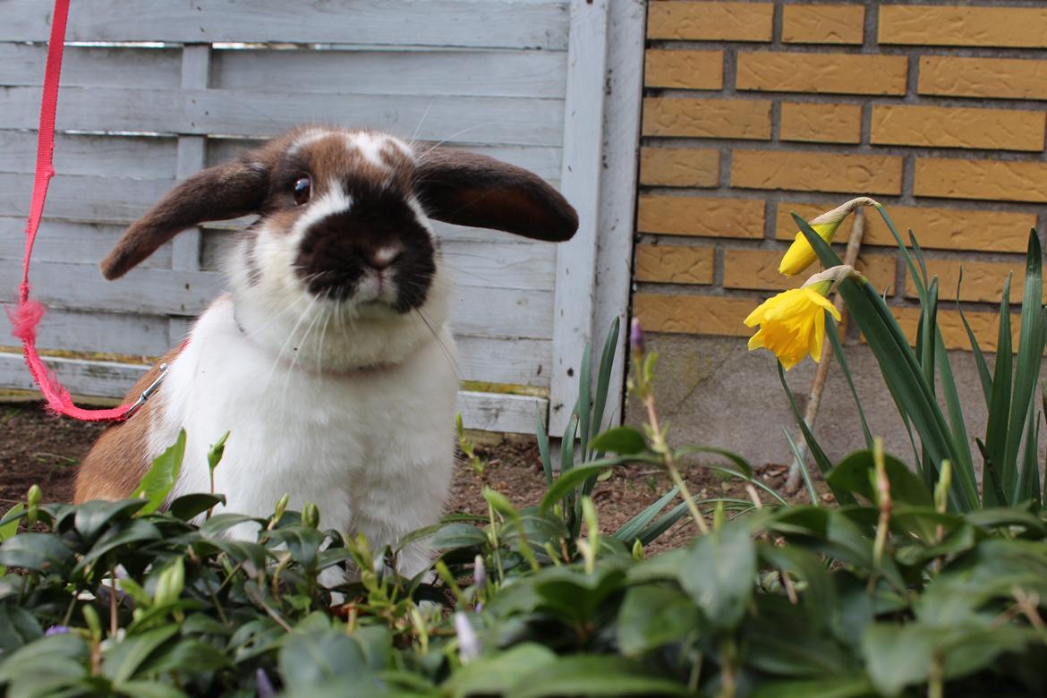 Kanin | Tigerlilly - Dumbo :D billede 1