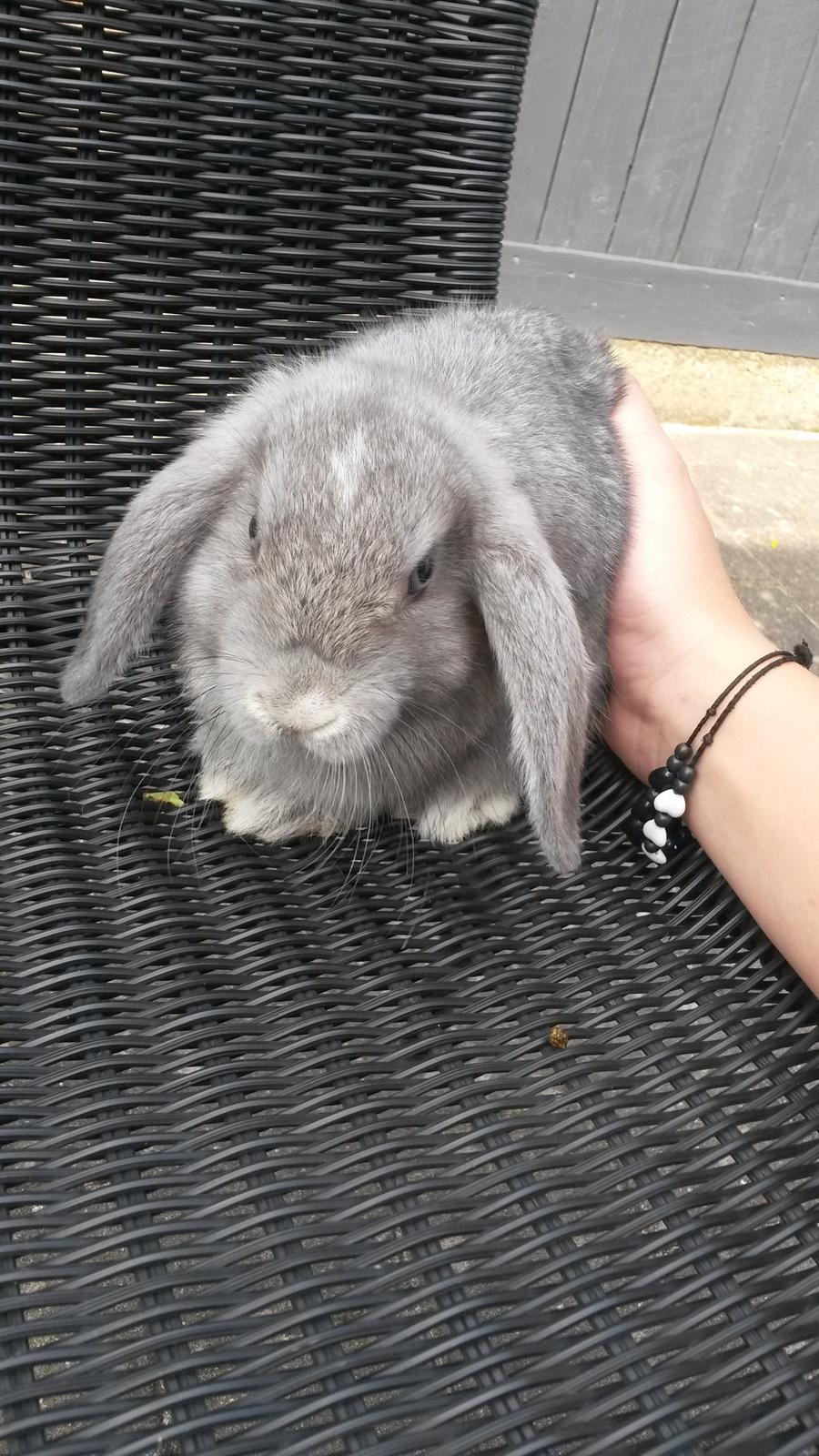 Kanin Mynte [Himmel gnaver] billede 1