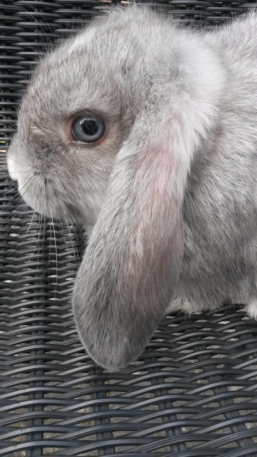 Kanin Mynte [Himmel gnaver] billede 2