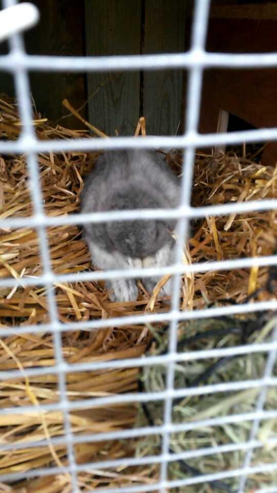 Kanin Mynte [Himmel gnaver] billede 3