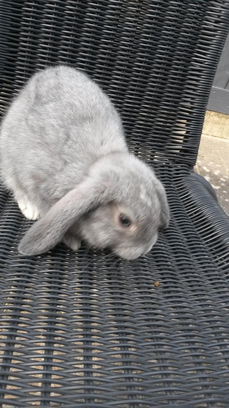 Kanin Mynte [Himmel gnaver] billede 4