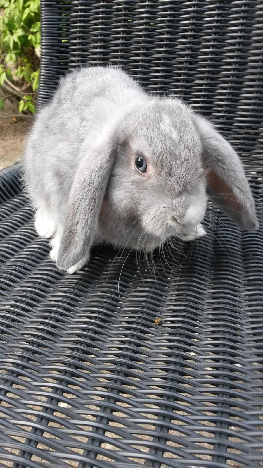 Kanin Mynte [Himmel gnaver] billede 5