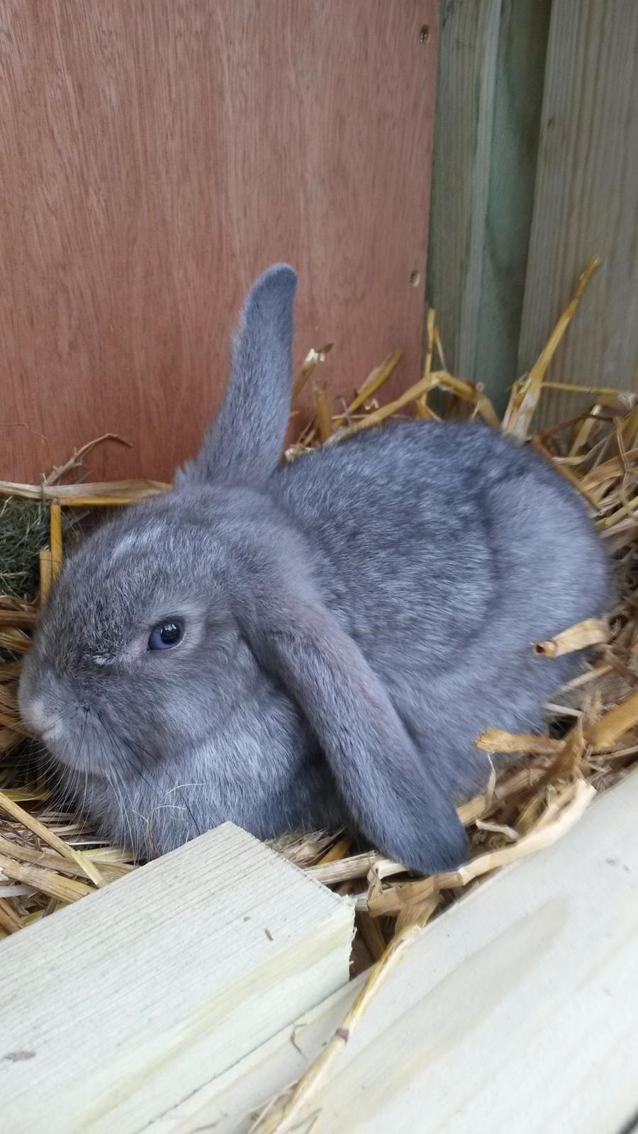 Kanin Mynte [Himmel gnaver] billede 6