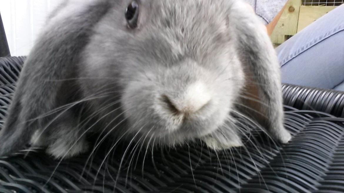 Kanin Mynte [Himmel gnaver] billede 7