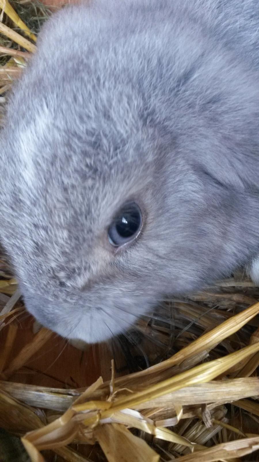 Kanin Mynte [Himmel gnaver] billede 9