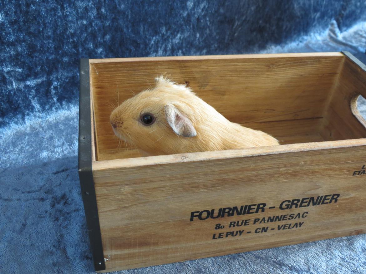 Marsvin Dueholms Zeus billede 6