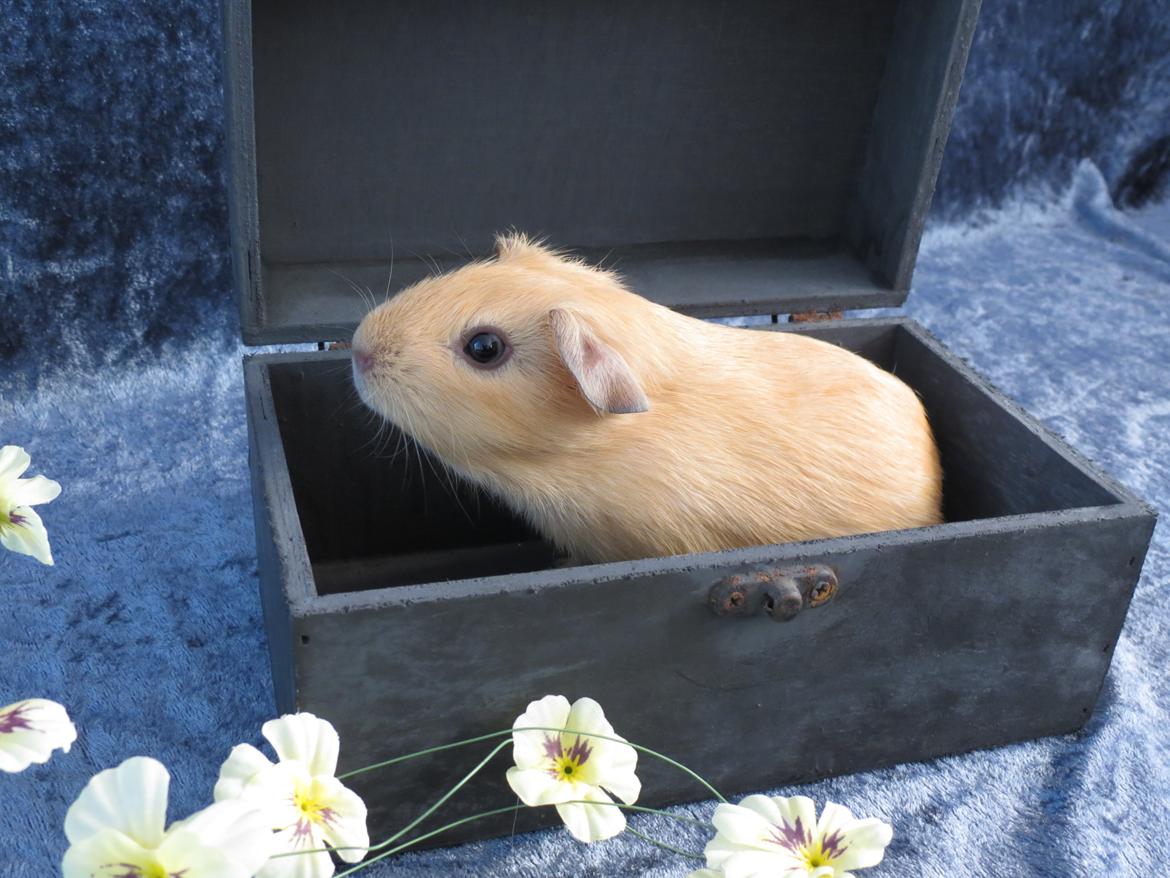 Marsvin Dueholms Zeus billede 8