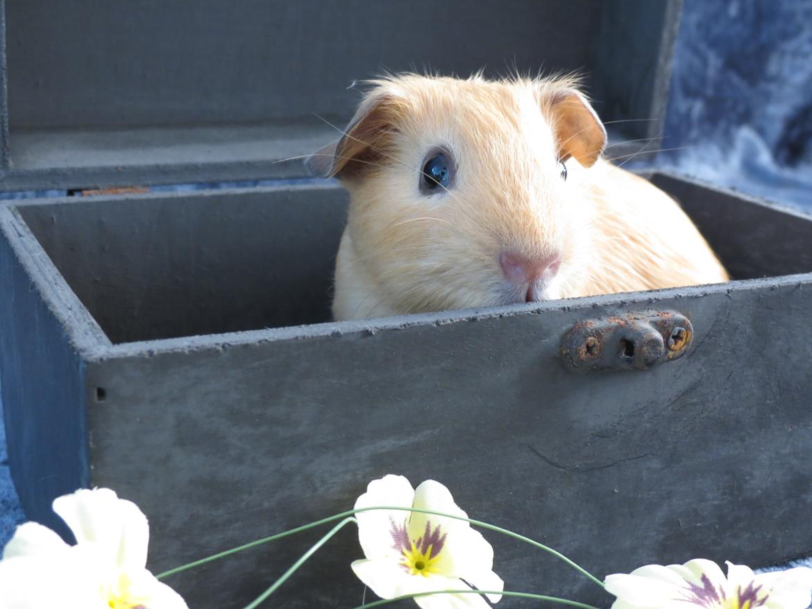 Marsvin Dueholms Zeus billede 9