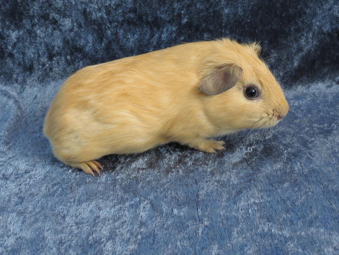 Marsvin Dueholms Zeus billede 10