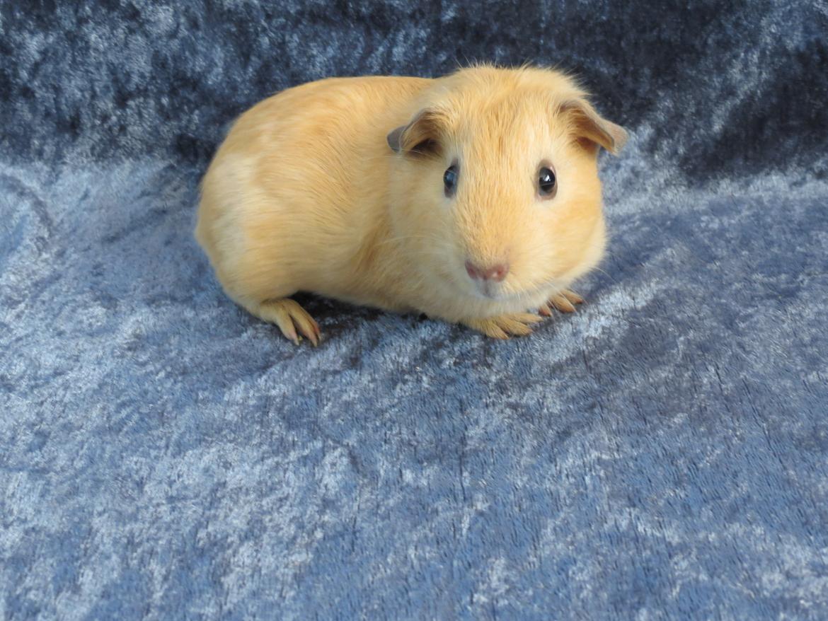 Marsvin Dueholms Zeus billede 11