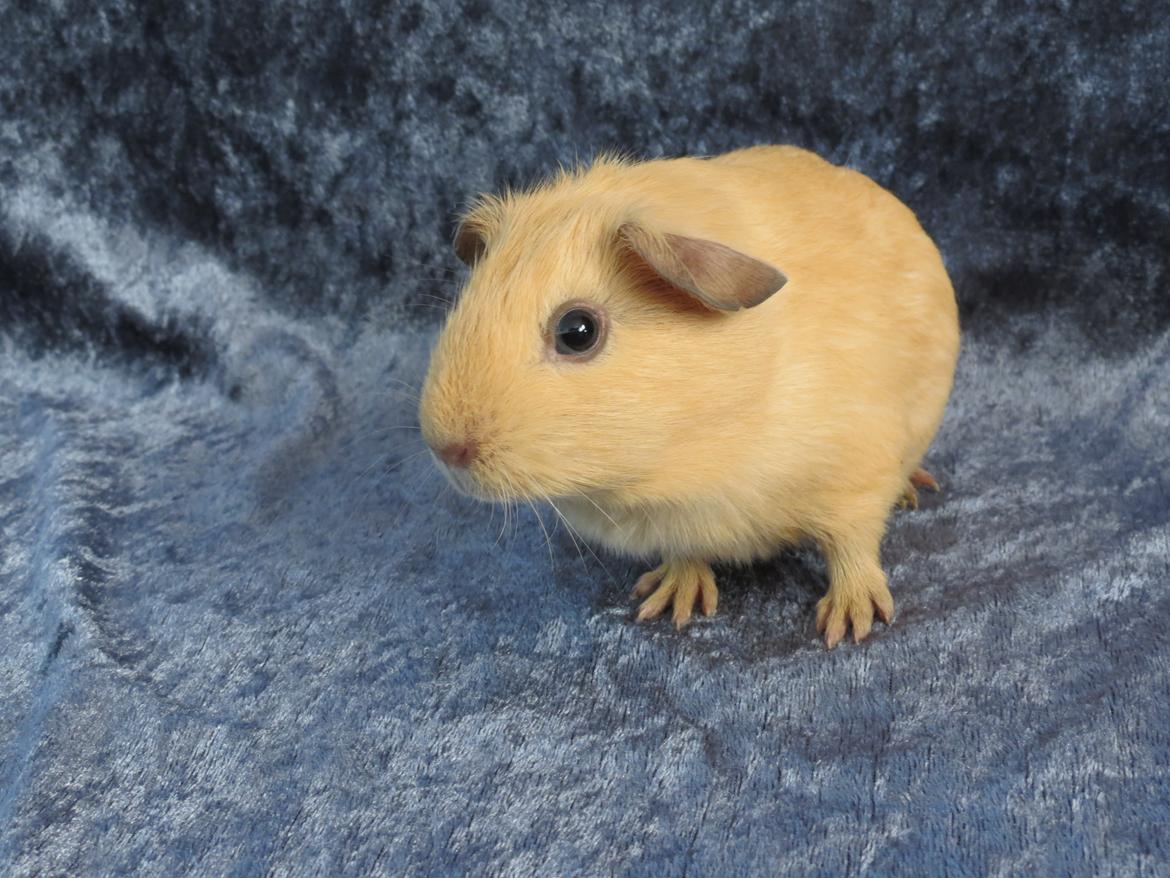 Marsvin Dueholms Zeus billede 12