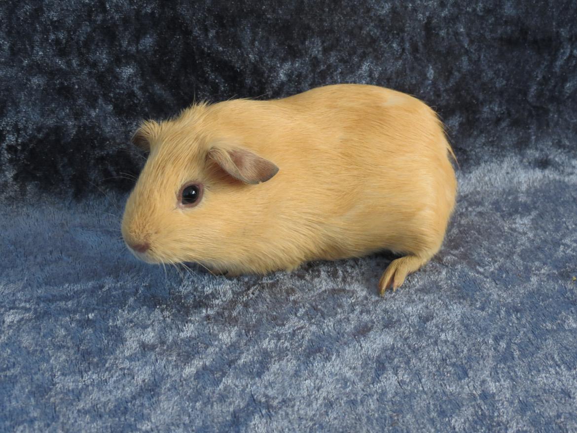 Marsvin Dueholms Zeus billede 13