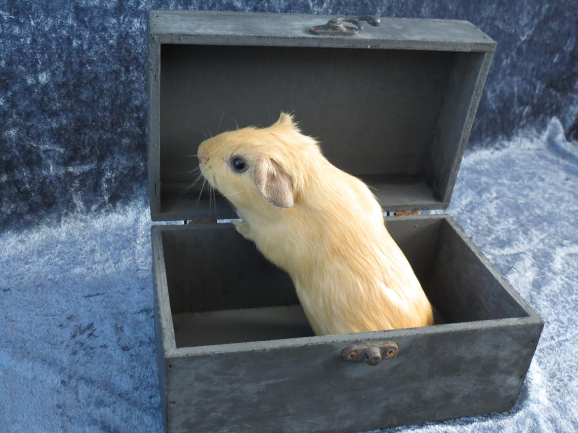 Marsvin Dueholms Zeus billede 7