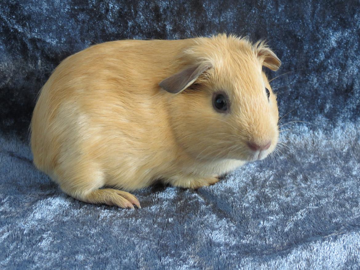 Marsvin Dueholms Zeus billede 15