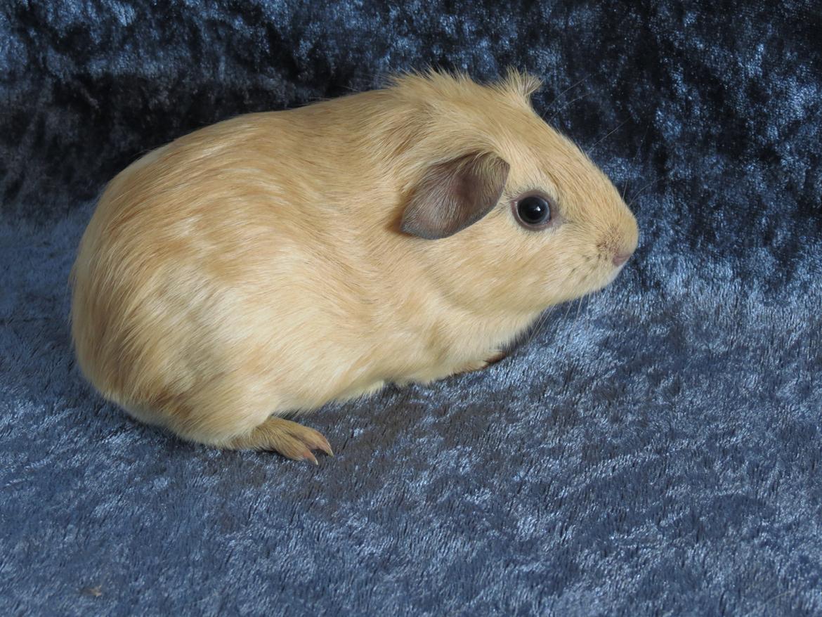 Marsvin Dueholms Zeus billede 14