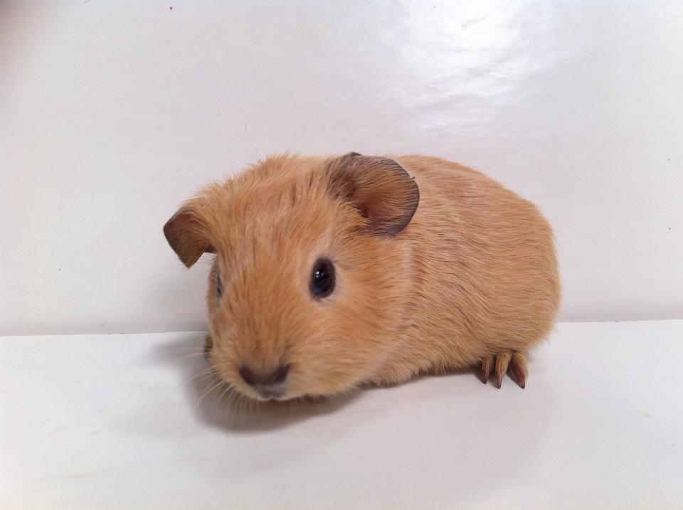 Marsvin Dueholms Zeus billede 18