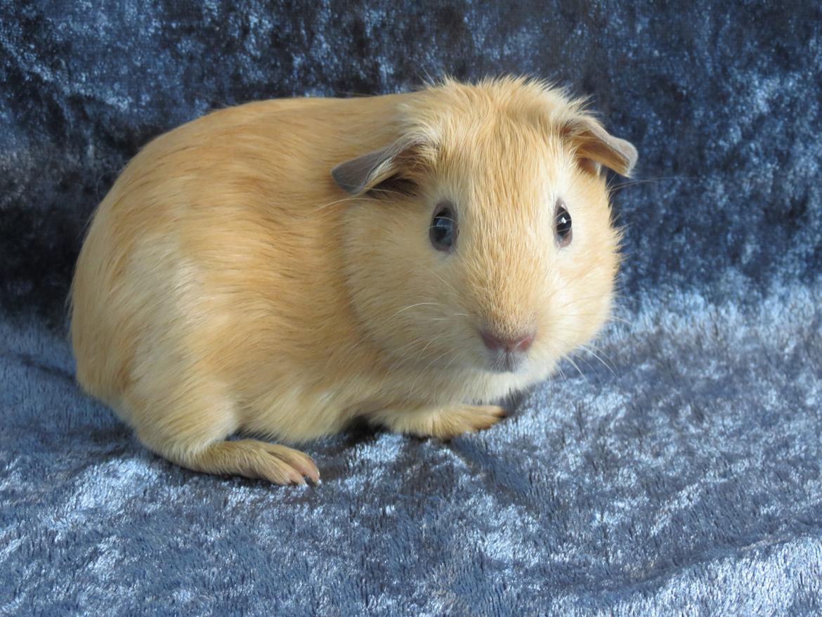 Marsvin Dueholms Zeus billede 16