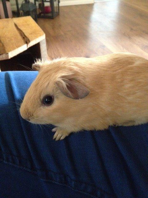 Marsvin Dueholms Zeus billede 17