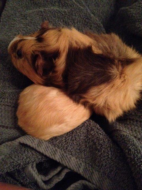 Marsvin Dueholms Zeus billede 19