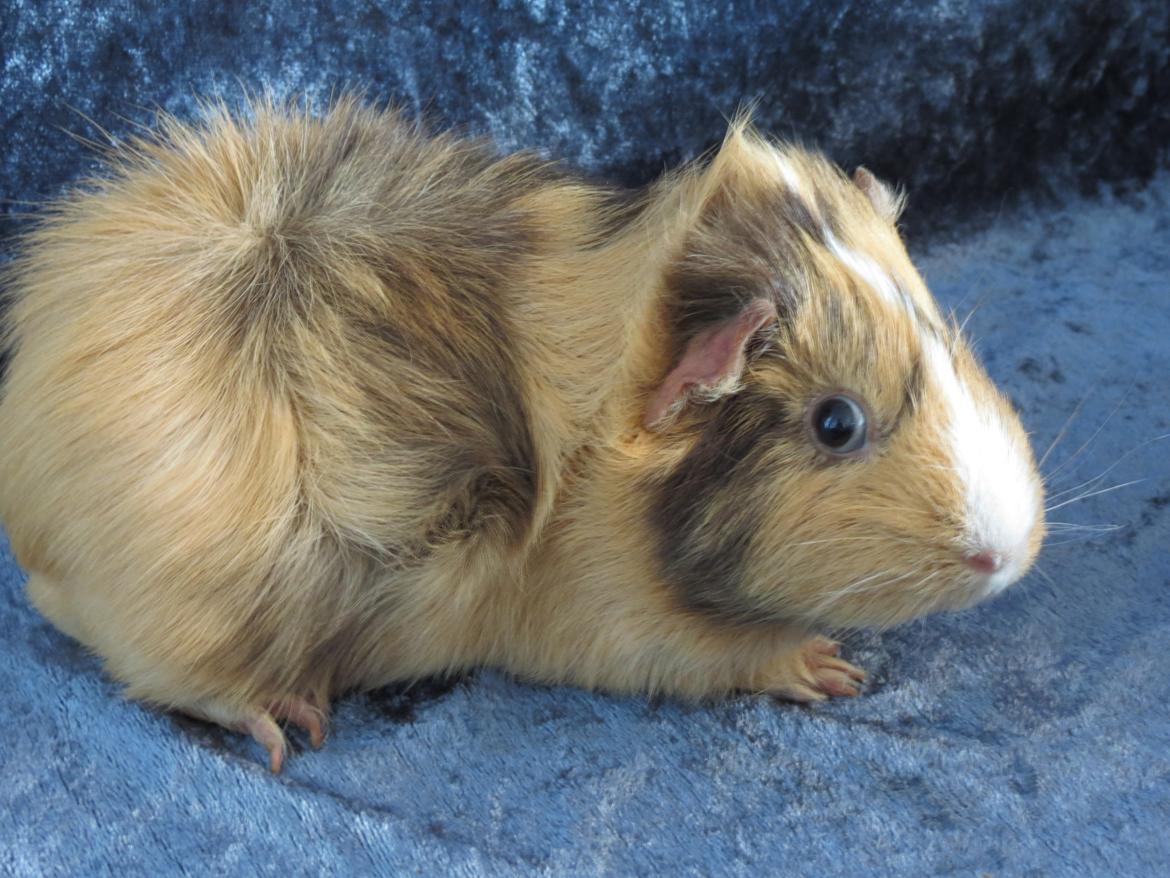 Marsvin Sigurd billede 2