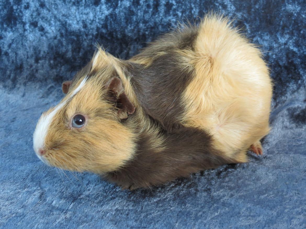 Marsvin Sigurd billede 3