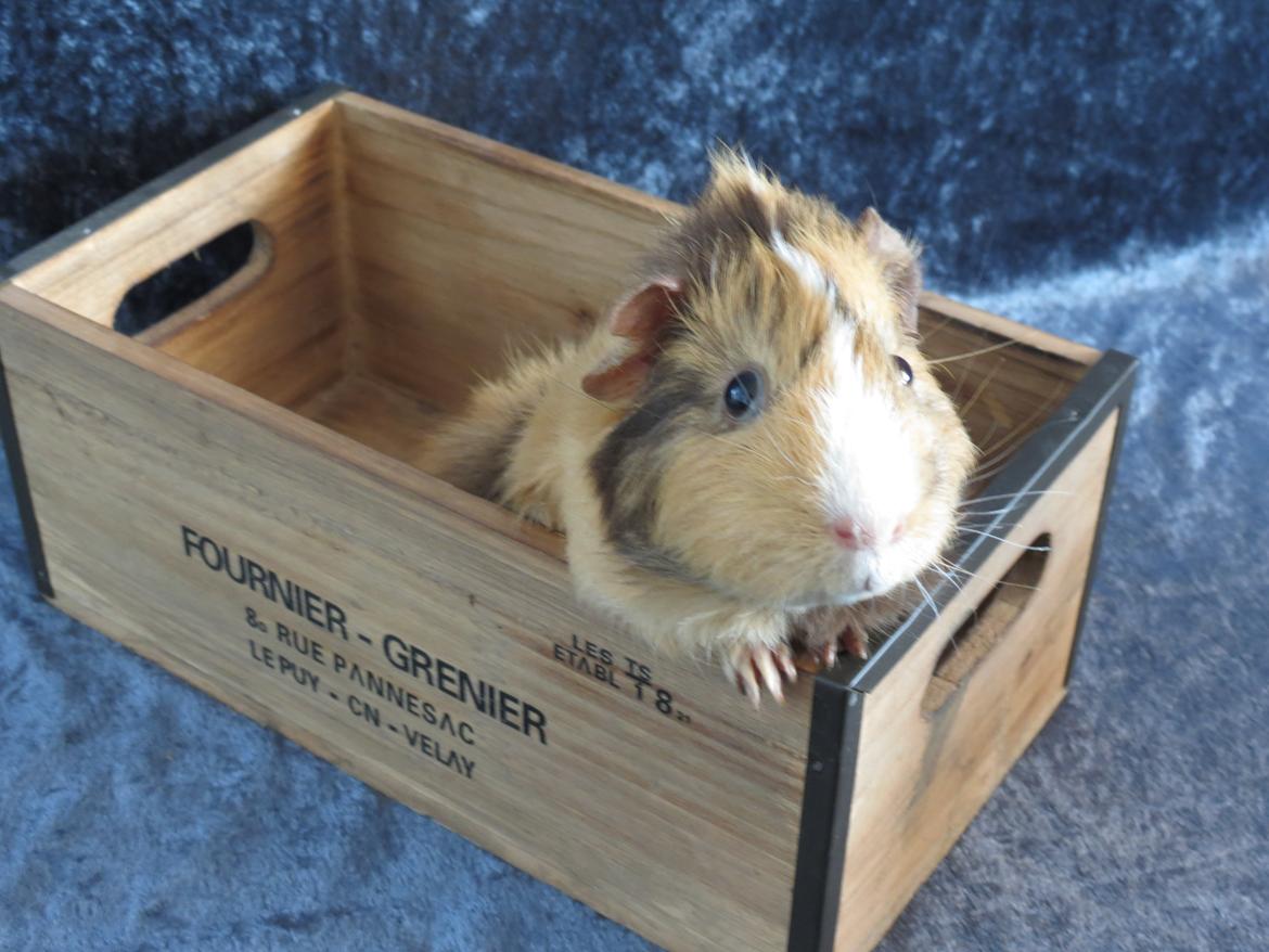 Marsvin Sigurd billede 5