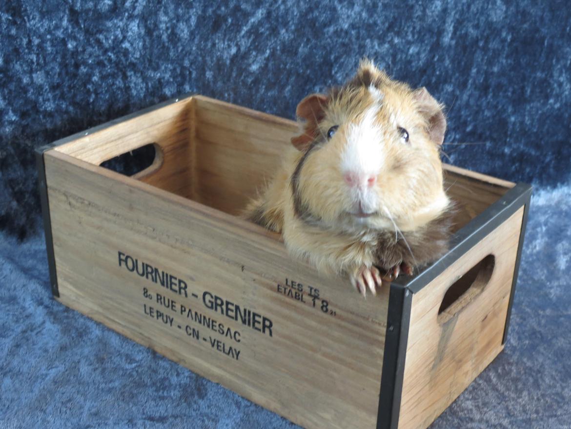 Marsvin Sigurd billede 6