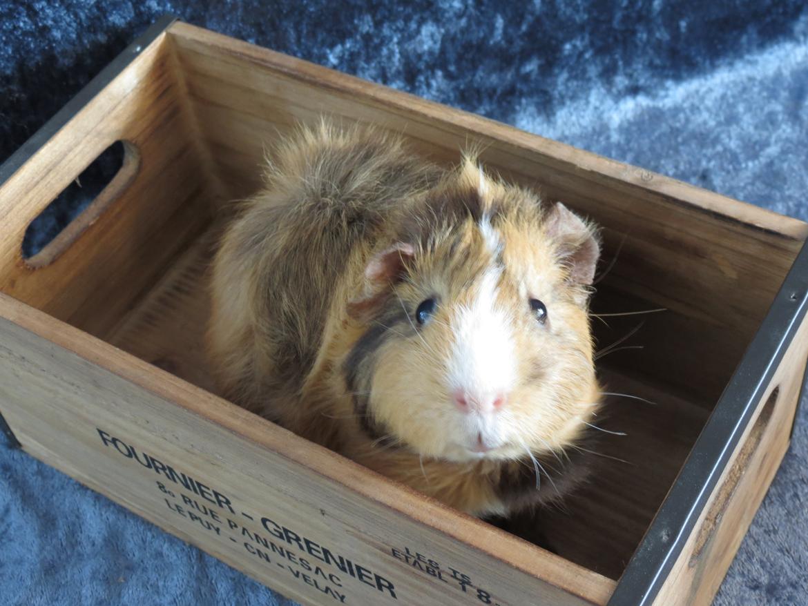 Marsvin Sigurd billede 7