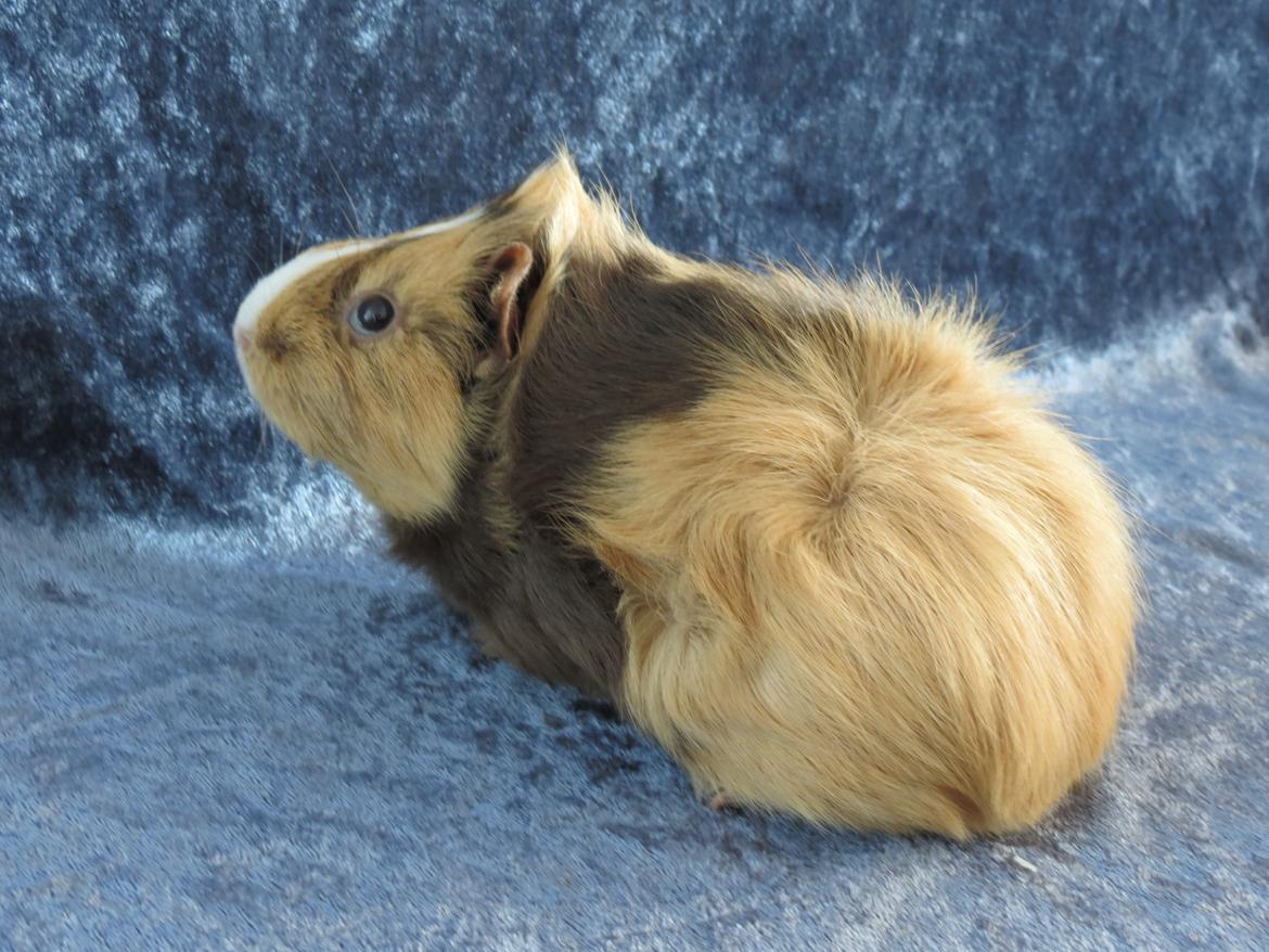 Marsvin Sigurd billede 8