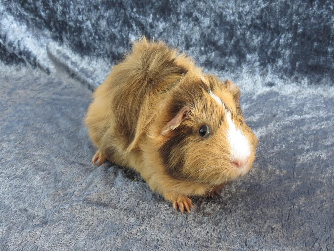 Marsvin Sigurd billede 10