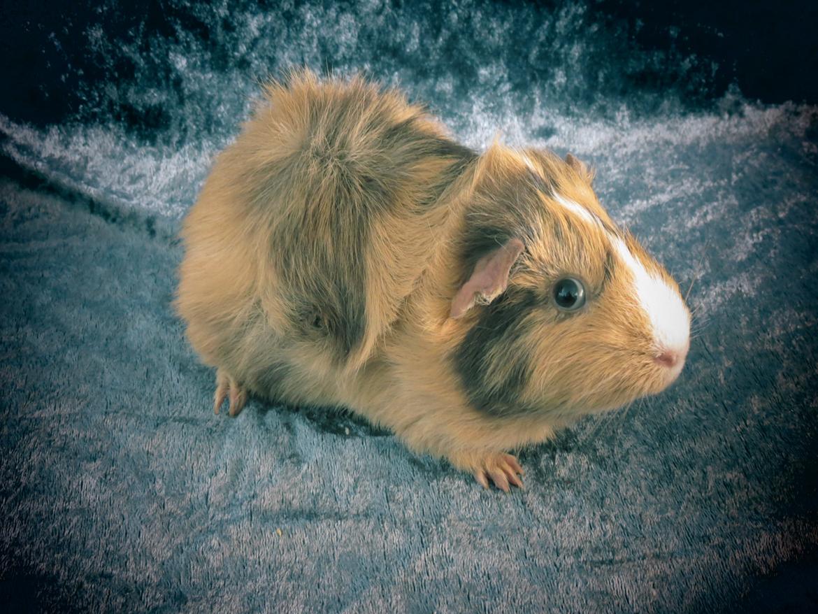 Marsvin Sigurd billede 11