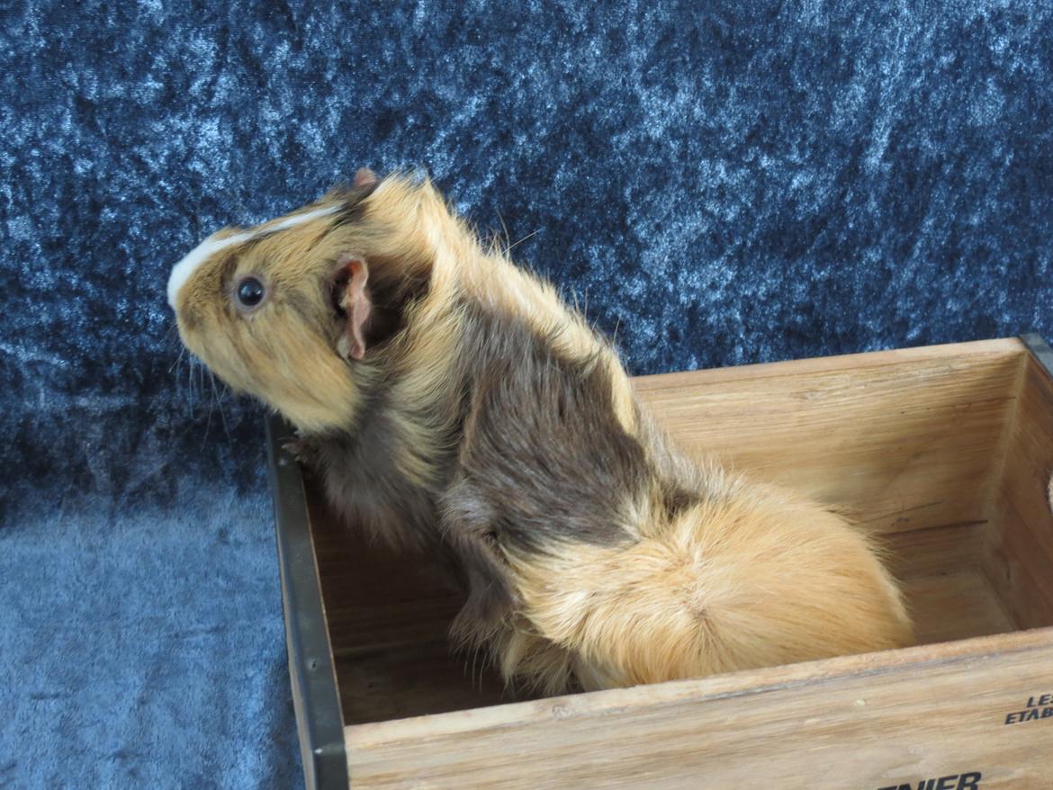 Marsvin Sigurd billede 4