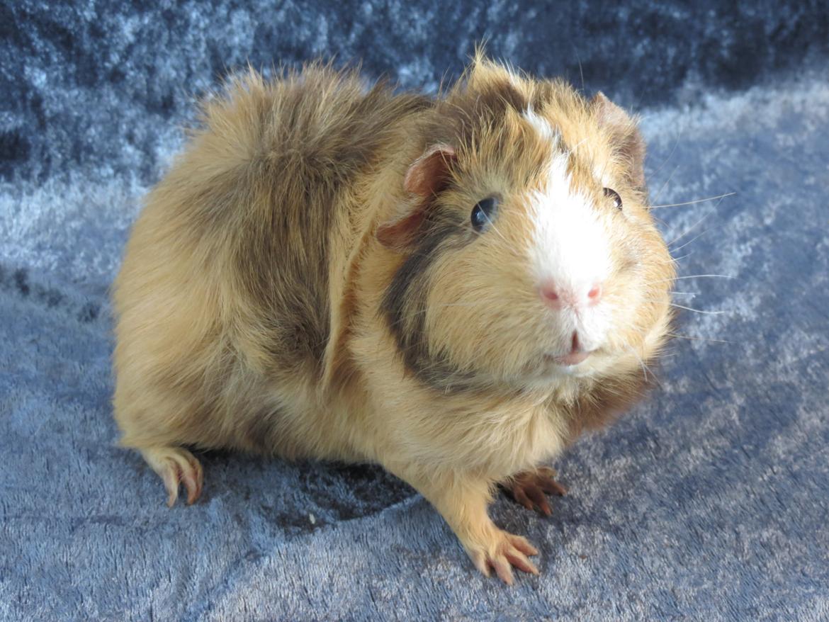 Marsvin Sigurd billede 13