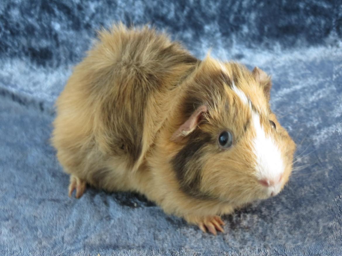 Marsvin Sigurd billede 12