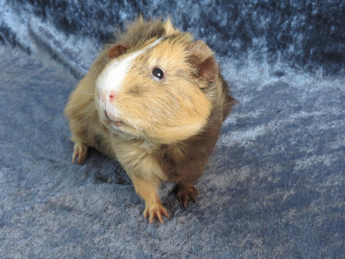 Marsvin Sigurd billede 14