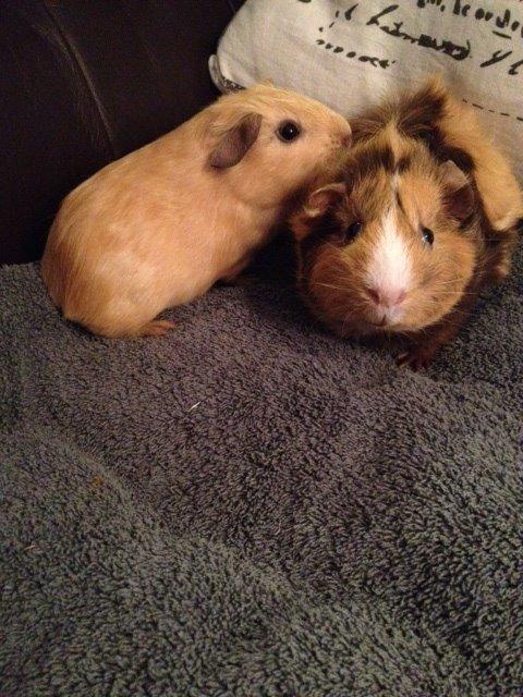 Marsvin Sigurd billede 15