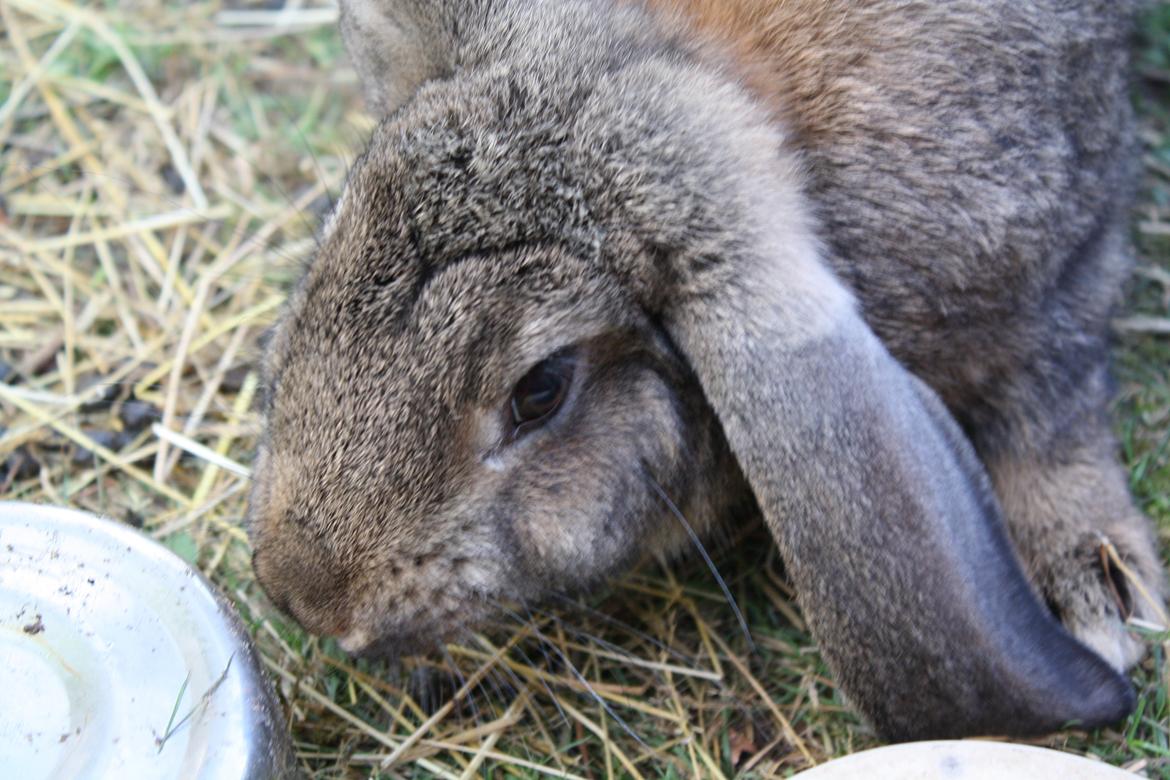 Kanin Kaya billede 8