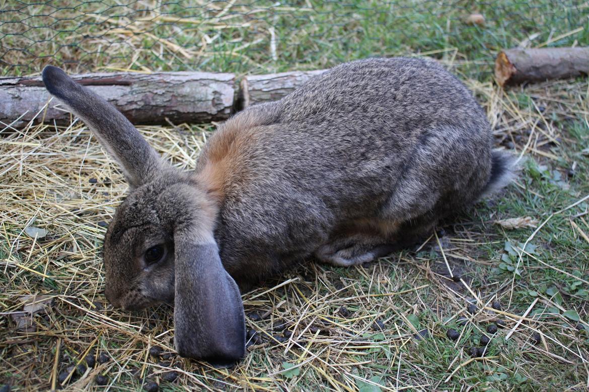 Kanin Kaya billede 10