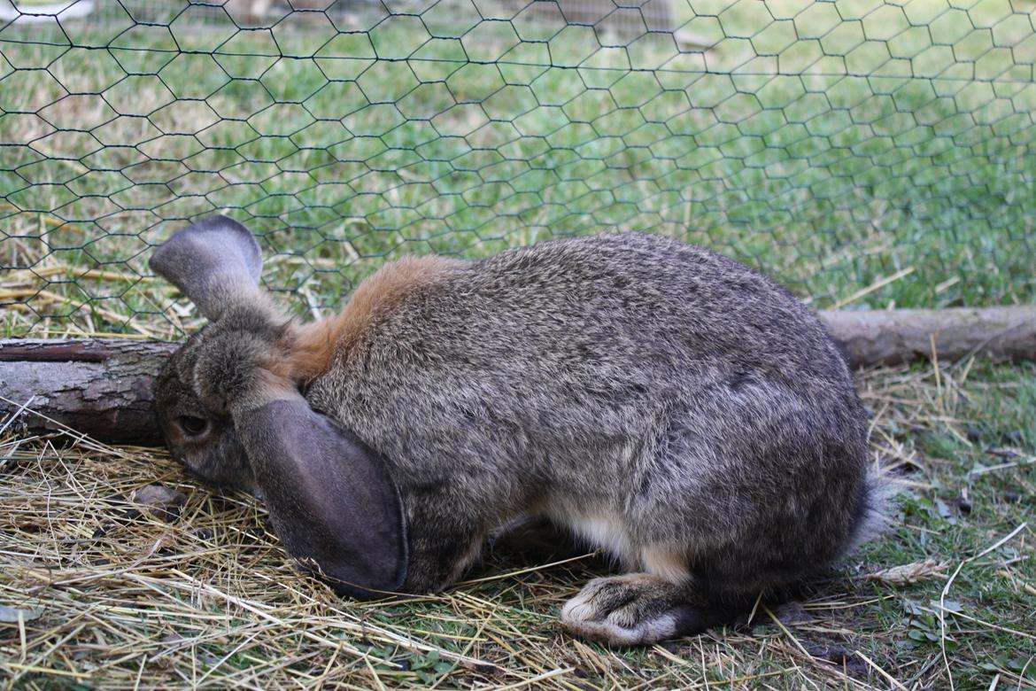 Kanin Kaya billede 12