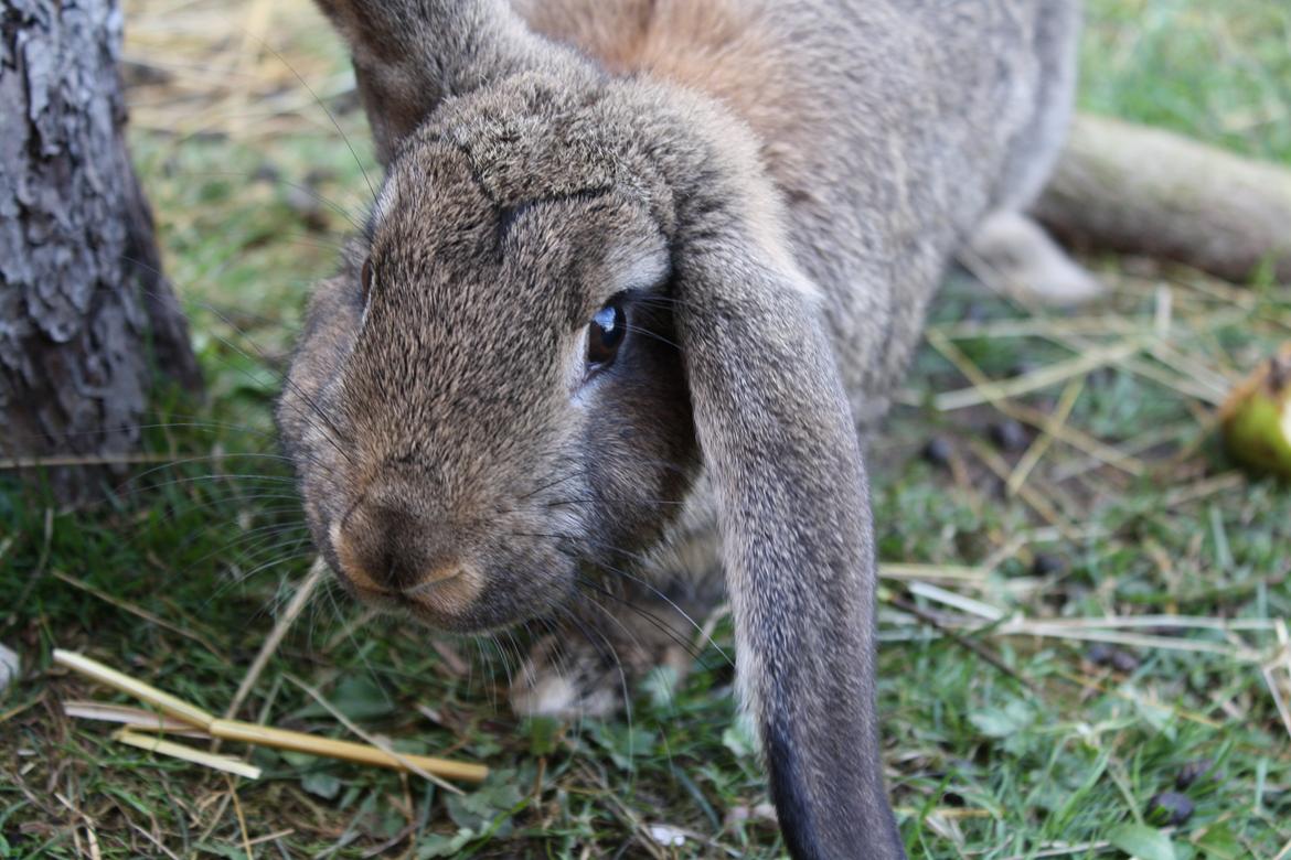 Kanin Kaya billede 13