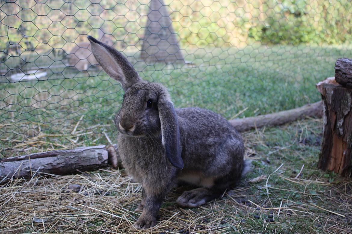 Kanin Kaya billede 11