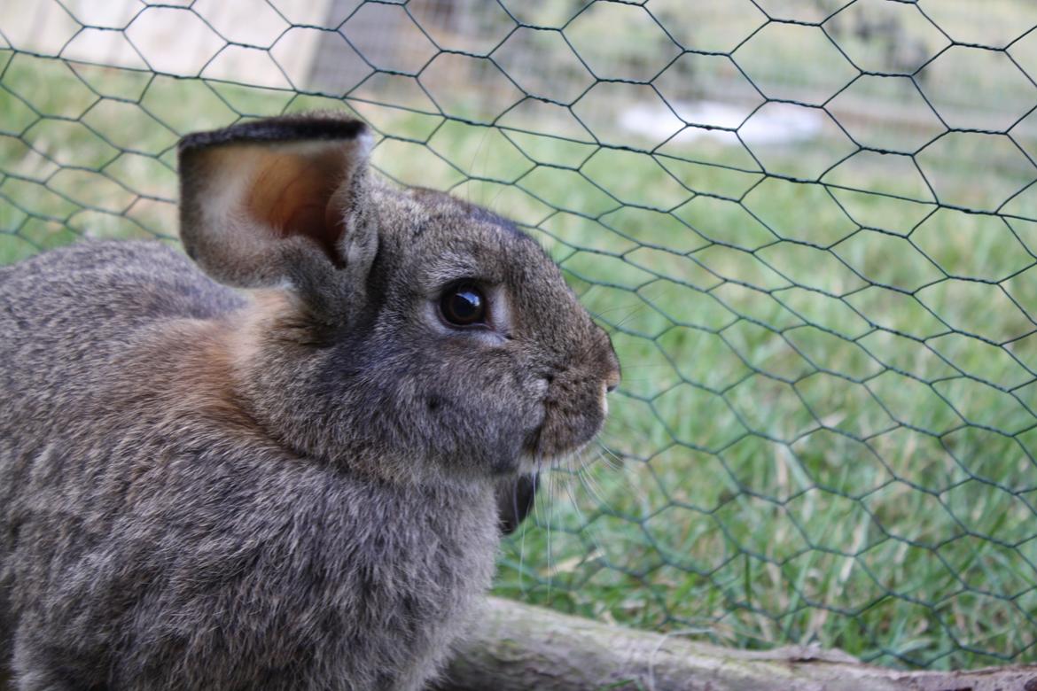 Kanin Kaya billede 14