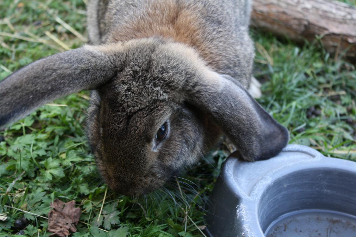 Kanin Kaya billede 15