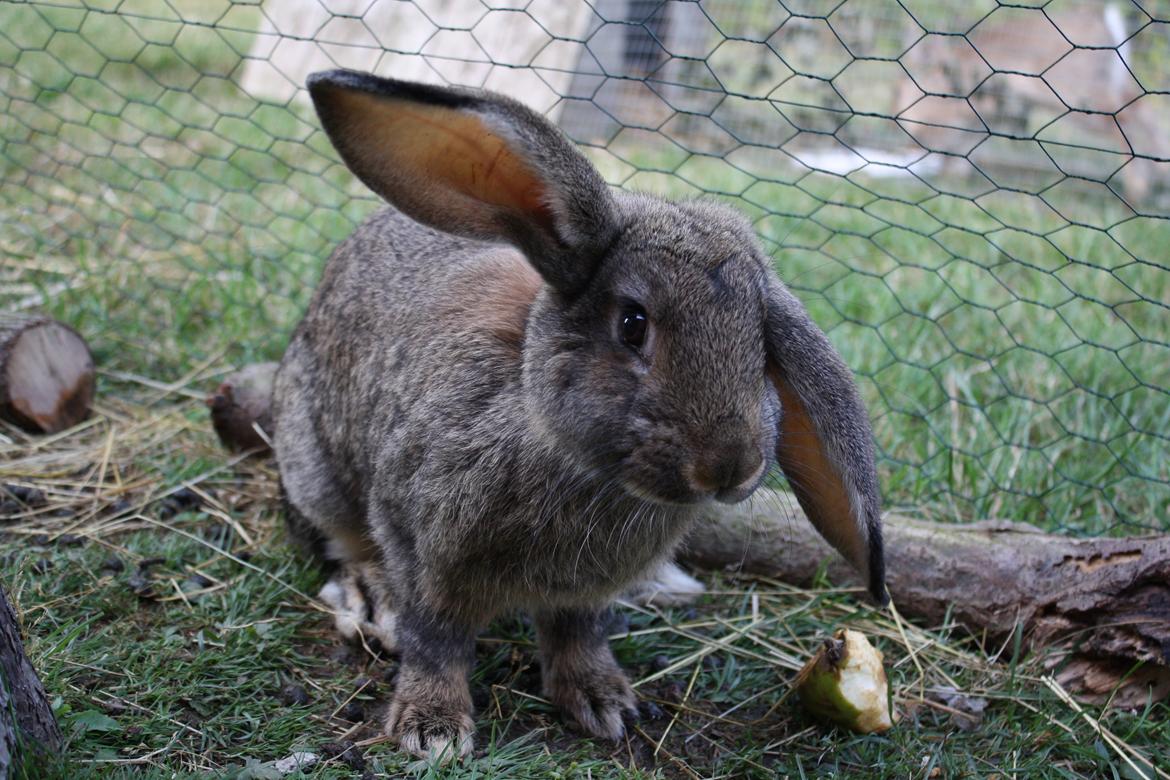 Kanin Kaya billede 7