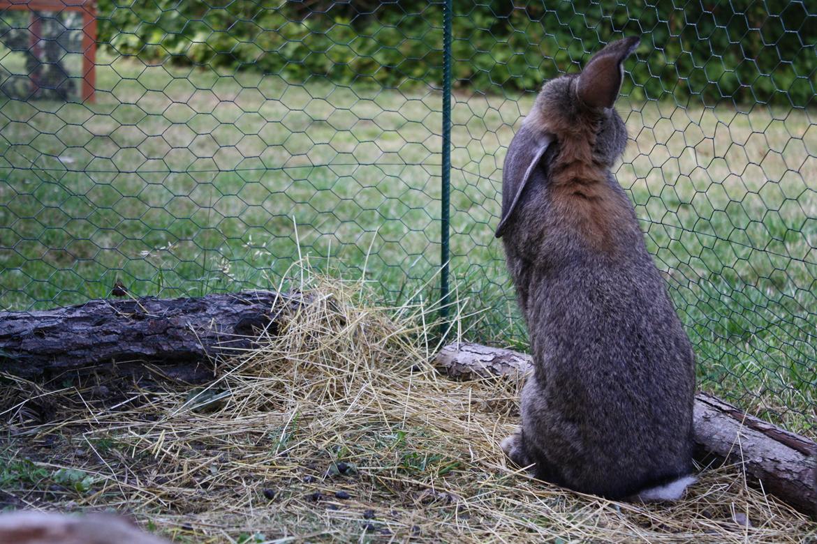 Kanin Kaya billede 18