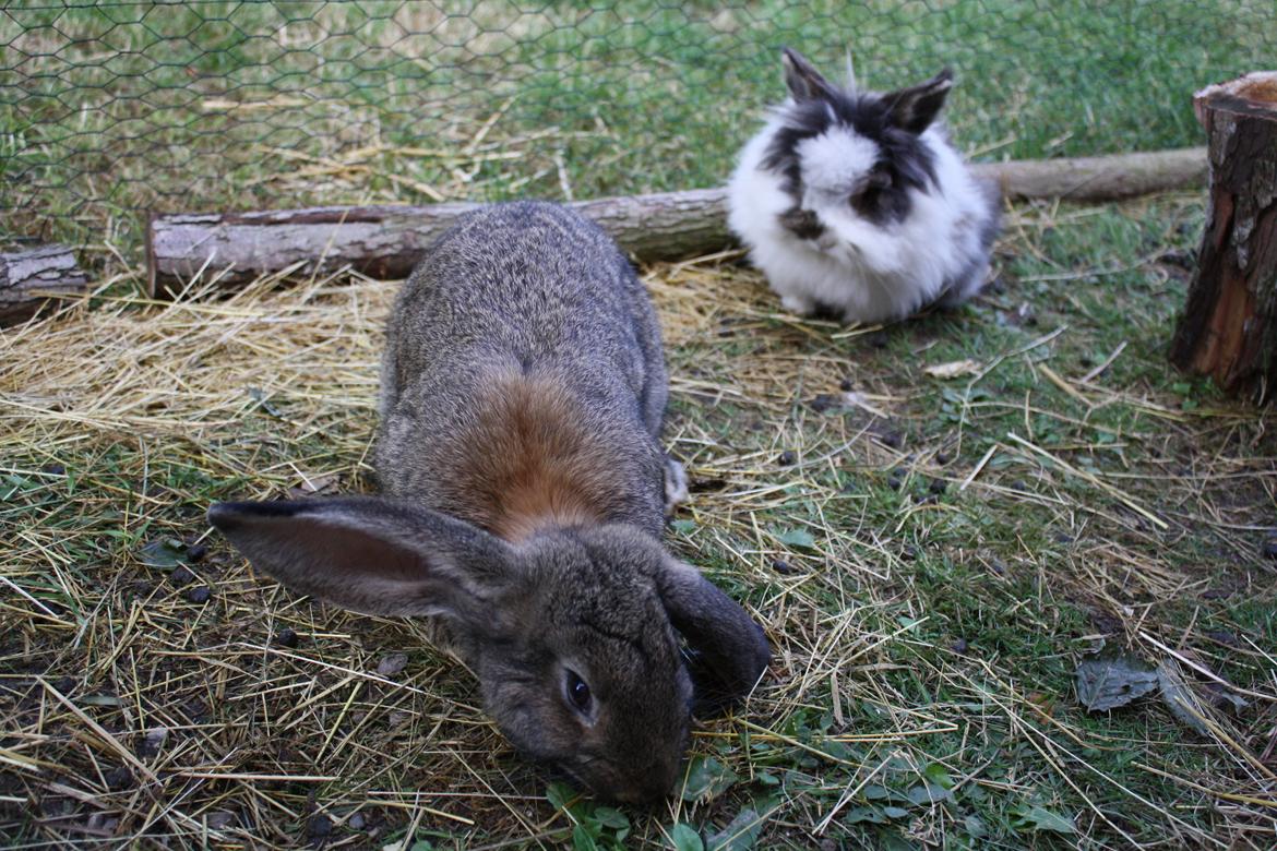 Kanin Kaya - Hendes bedste kastreret ven, Coda. billede 17