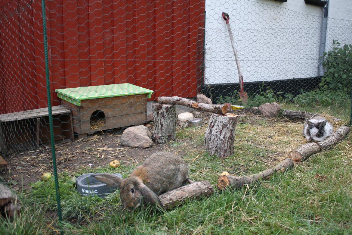 Kanin Kaya - Kaja og kastreret Codas gamle hjem. billede 4